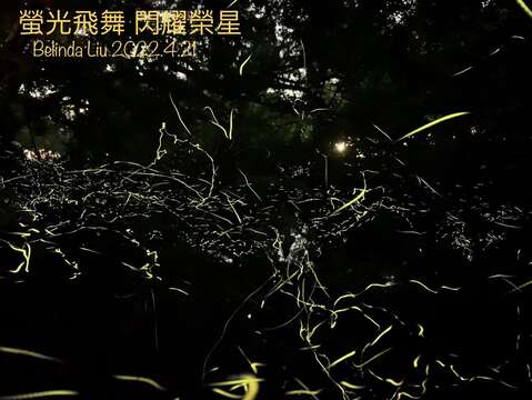 「2022臺北市螢火蟲季」志工幹部拍出璀璨螢光(榮星花園公園生態守護志工隊劉碧鵑拍攝)。