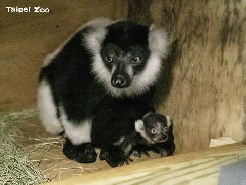 白頸狐猴媽媽「白依」和新生寶寶「依五」