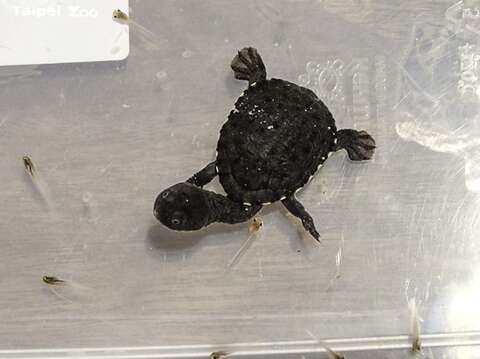 蛇頸龜寶寶捕食斑腿樹蛙的蝌蚪