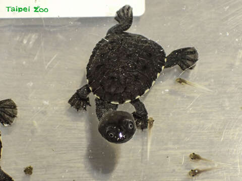 蛇頸龜寶寶模樣超級可愛！