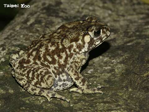 有本土青蛙或蟾蜍的地方環境是相對自然健康的，夜晚聽到蛙鳴別再嫌牠們吵喔！（黑眶蟾蜍）
