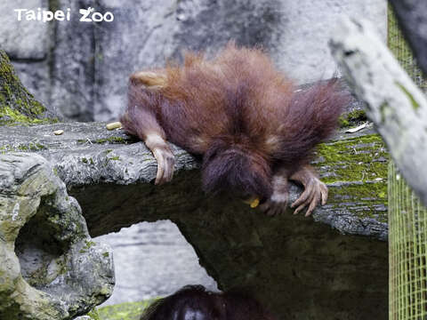 타이베이시립 동물원 마대자루 재활용