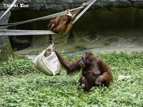 紅毛猩猩寶寶「 妞茜」企圖從後方拎走麻布袋，結果還是被媽媽發現了！