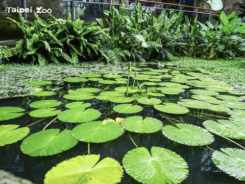 穿山甲馆2楼有一片水生植物池，种植许多原产於热带雨林的水生植物（绿睡莲）