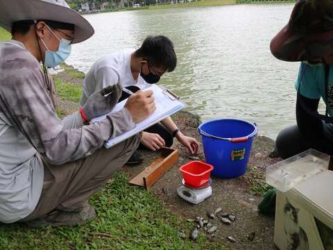 研究團隊執行魚類生態調查