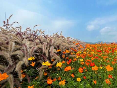 ดอกไม้สีทองอร่ามแสนโรแมนติกเบ่งบานที่สวนสาธารณะต้าเจียริมแม่น้ำจีหลง (Dajia Riverside Park)