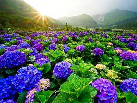 每年5月至6月间竹子湖地区绣球花盛开，5月28日赶快来置身美丽花海，拍美照拿绣球花。