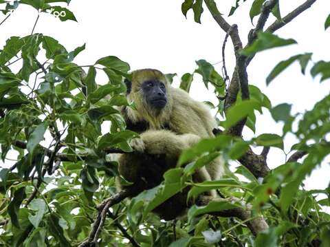 近期拜訪動物園的朋友們，還有機會在熱帶雨林區觀察到還未完全換毛的黑吼猴呦！（詹德川攝）