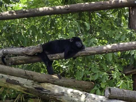 黑吼猴的習性十分慵懶及溫和，平日大多時候待在樹上休憩睡覺