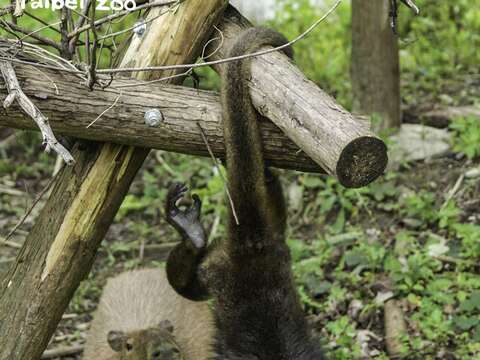 黑吼猴被稱作「第五隻手」的強韌尾巴，能夠捲握住枝幹支撐全副身軀重量（詹德川攝）