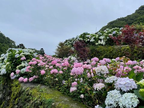 每年5、6月竹子湖地區盛開五顏六色的繡球花，歡迎大家來這裡飽覽繡球花之美