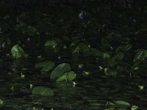 在這張照片中，至少有8隻臺北赤蛙
