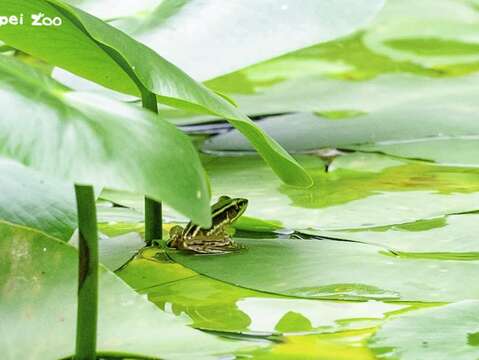 希望臺北赤蛙能早日重返野外棲地