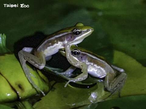 臺北赤蛙公蛙打架