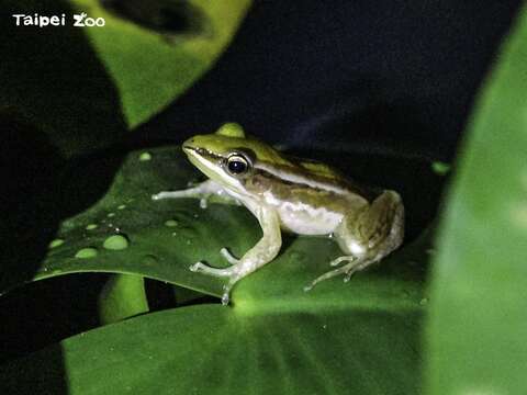 野放的臺北赤蛙在野外環境適應良好並有機會建立自我繁殖族群