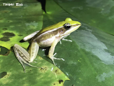 圈養繁殖的第4、5代臺北赤蛙在生態池生活的第2年，不僅族群數量維持得很好、體態也很飽滿（戴為愚攝）