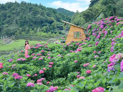 竹子湖でアジサイのお花見！