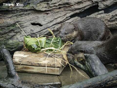 Taipei Zoo to Close June 20-30 for Summer Recess, Provide Ice Zongzi to Animals to Celebrate Dragon Boat Festival