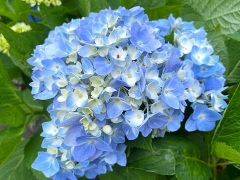 青色漸層的繡球花
