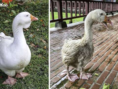 會下水洗澡（左）和不下水洗澡（右）的鵝，毛色差異明顯