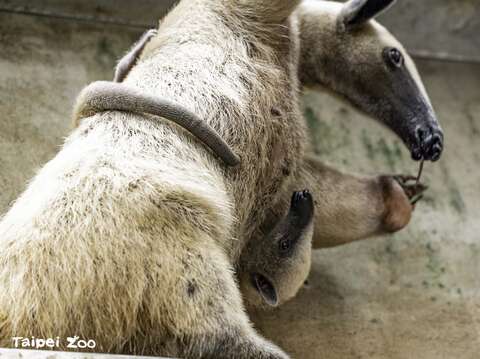 小食蟻獸會用四肢和尾巴緊緊地抱住媽媽(圖片來源：臺北市立動物園)