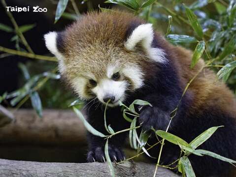 小猫熊「可丽露」是7月6日生日(图片来源：台北市立动物园)