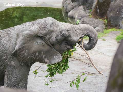 非洲象：在煩惱修剪下來的樹枝該怎麼處理嗎？交給我們就對啦！(圖片來源：臺北市立動物園)