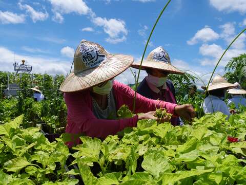 台北东湖绿屋顶植人培训所 促绿屋顶园圃产业萌芽发展