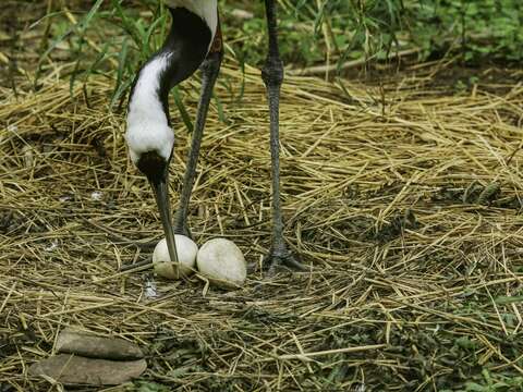 「KIKA」和「BIG」过去也有繁殖，但不是空包蛋，就是在孵化的过程终止发育(詹德川摄)(图片来源：台北市立动物园)