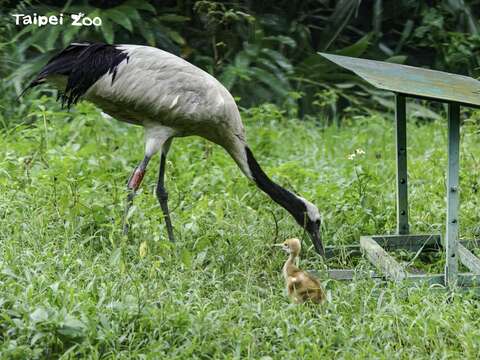 丹頂鶴屬於早熟性的鳥類，雛鶴孵化後就會跟著媽媽四處活動、覓食(圖片來源：臺北市立動物園)