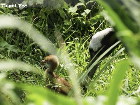夏至(6月21日)這天的下午，保育員發現丹頂鶴「KIKA」帶著1隻雛鳥在草叢裡活動(圖片來源：臺北市立動物園)