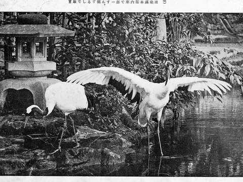 這並不是臺灣第一次繁殖丹頂鶴，臺灣照養丹頂鶴的紀錄最早在臺灣總督官邸(照片出自「臺北動物園寫真帖」)(圖片來源：臺北市立動物園)