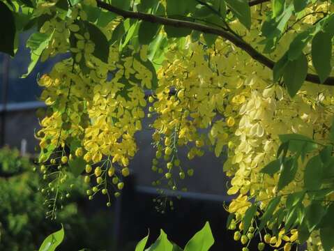 成串下垂的金黃色花朵是阿勃勒的特色(圖片來源：臺北市政府工務局公園路燈工程管理處)