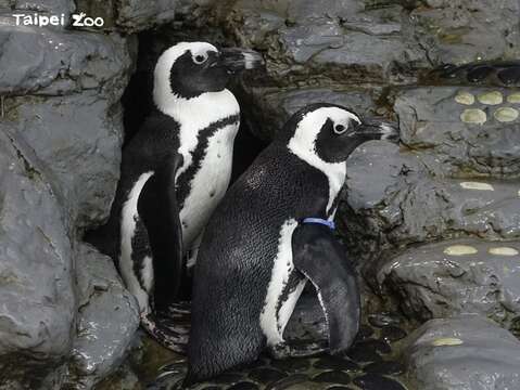 雌企鵝產下蛋後，將近1-2個月的孵化期，企鵝爸媽會輪流將蛋放在雙腳上，用充滿脂肪的肚子覆蓋保溫(圖片來源：臺北市立動物園)