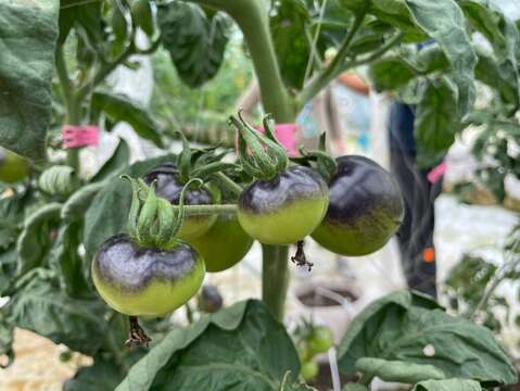 特殊顏色的黑番茄(圖片來源：臺北市政府產業發展局)