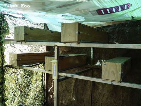 仿岩巢區其中6個巢洞能夠直達末端的產蛋區(圖片來源：臺北市立動物園)