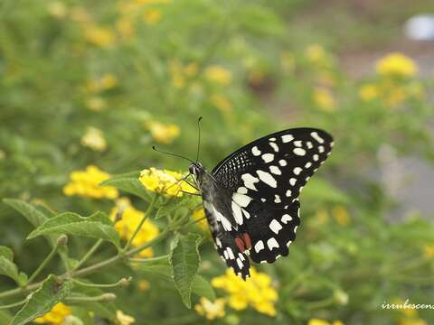 在馬纓丹上用餐的花鳳蝶(圖片來源：臺北市動物保護處)