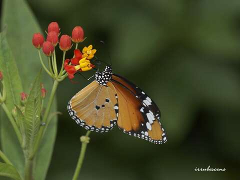 金斑蝶在馬利筋上吸食蜜汁(圖片來源：臺北市動物保護處)
