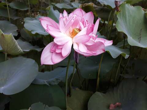 ​Early summer flower viewing secret spot "Zhide Garden" lotus and lotus blooming at the same time.