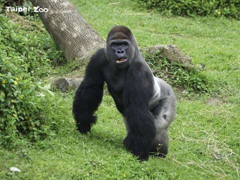 金剛猩猩群中的主要雄性「迪亞哥」，在休息時間常成為兒子們的大型玩具(詹德川攝)(圖片來源：臺北市立動物園)
