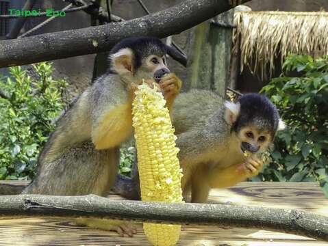 一整根的玉米，足夠全部的黑冠松鼠猴一起吃(圖片來源：臺北市立動物園)