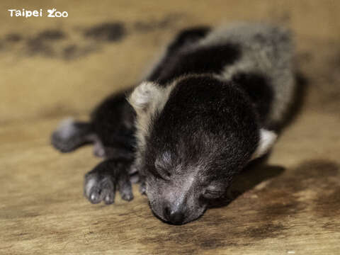 剛出生的白頸狐猴寶寶，體重僅100公克(「依伍」)(圖片來源：臺北市立動物園)