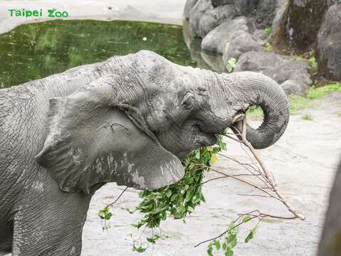 下次經過非洲象戶外活動場時，大家不妨放慢腳步，觀察牠們採食的可愛過程(圖片來源：臺北市立動物園)