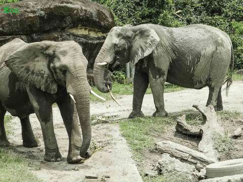 非洲象「千惠」和「美代」，只要一聽見樹葉的拖曳聲，便會快速尋找發出聲音的來源處，並前往卡位取食(左「千惠」、右「美代」)(圖片來源：臺北市立動物園)