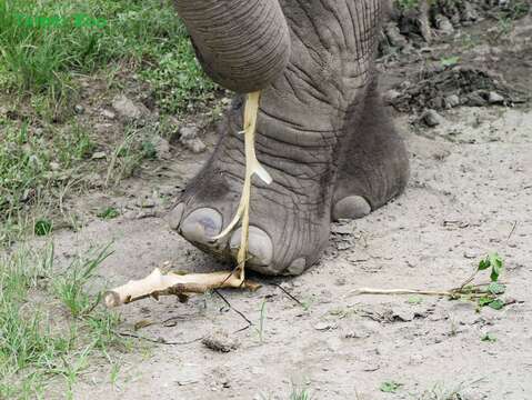 非洲象鼻腳併用享用美食(圖片來源：臺北市立動物園)