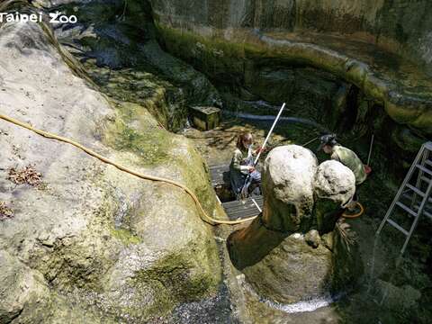 河狸構築的露營平臺位在下水池頂部，保育員還得搬樓梯才能搆得到(圖片來源：臺北市立動物園)