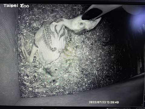 大巨嘴鳥夫妻吃下食物後，會反芻來餵食雛鳥(張詠翔提供)(圖片來源：臺北市立動物園)