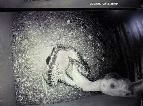 從7月到現在，雛鳥經歷破殼、長羽管、嘗試站立、開眼等成長過程(張詠翔提供)(圖片來源：臺北市立動物園)