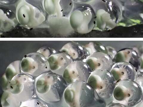 紅眼樹蛙卵泡變化(第2、4天) (圖片來源：臺北市立動物園)