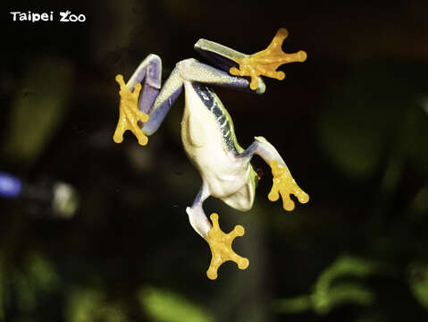 紅眼樹蛙的四肢很像戴了手套，非常可愛！(圖片來源：臺北市立動物園)